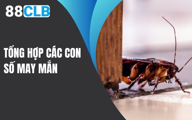 Tổng hợp các con số may mắn khi mơ thấy gián