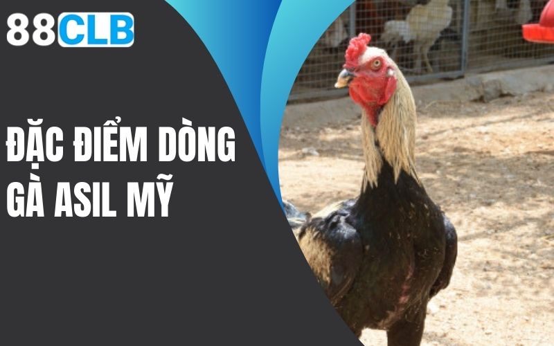 đặc điểm dòng gà asil mỹ