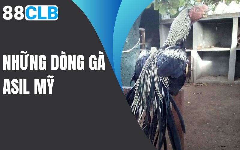 những dòng gà asil mỹ