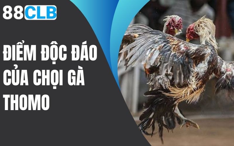 điểm độc đáo của chọi gà thomo