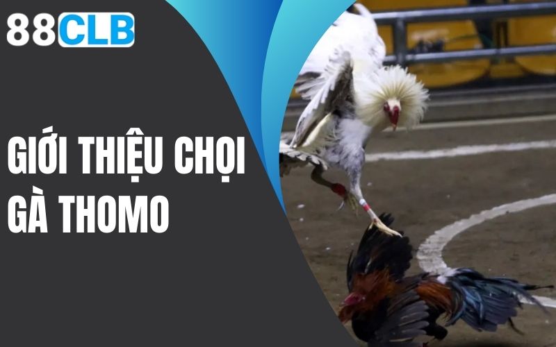 giới thiệu chọi gà thomo